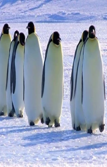 Snow Chick: A Penguin's Tale