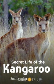 Secret Life of the Kangaroo