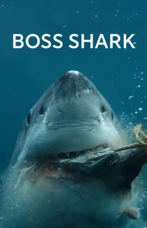 Boss Shark