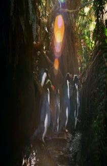 Penguins: Meet the Family