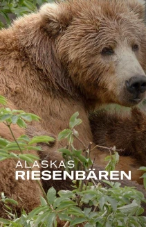 Alaskas Riesenbären